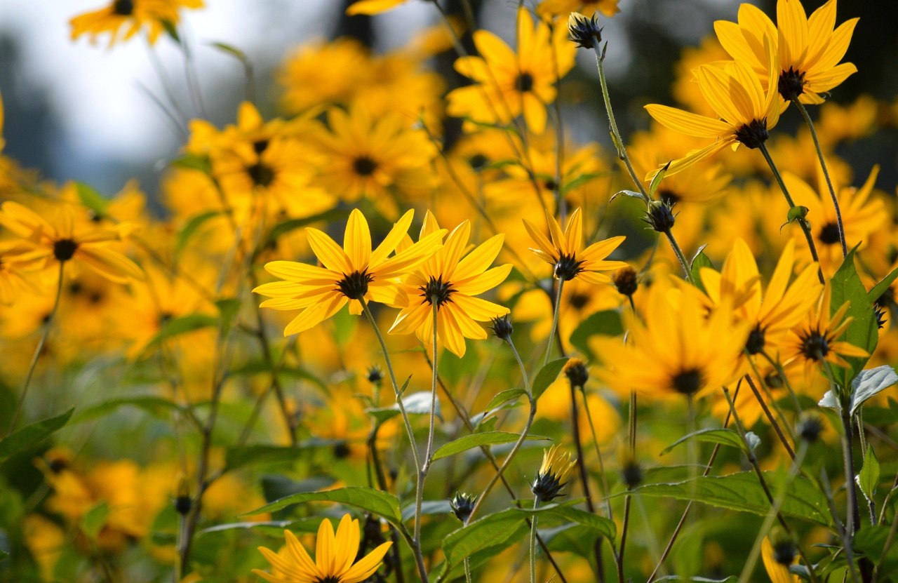 A mass of yellow Jerusalem artichoke flowers in late summer.
