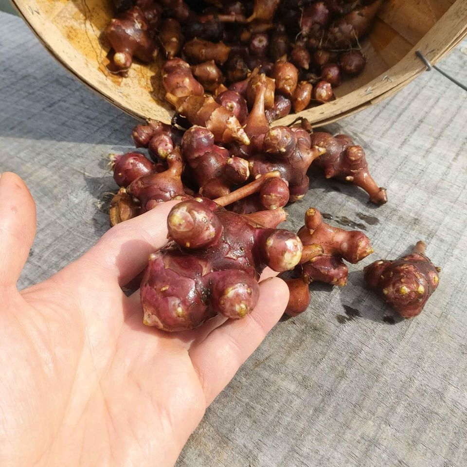 A freshly dug cluster of red-skinned Jerusalem artichoke tubers held in one hand, with a basket of more behind.