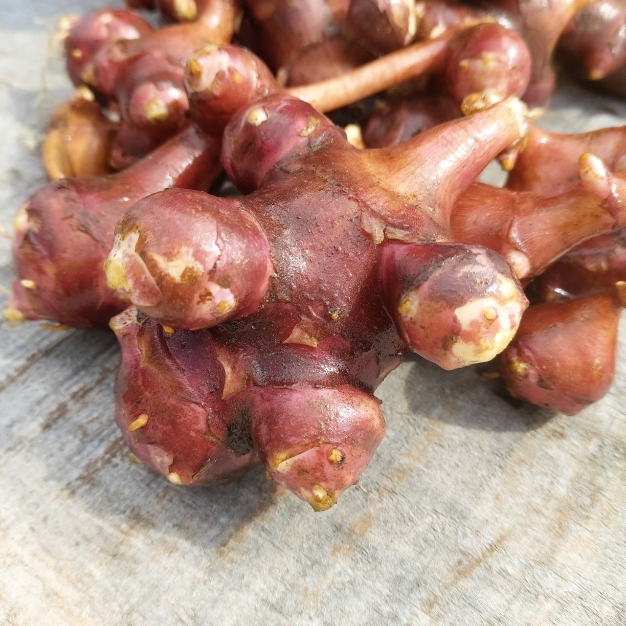 Close-up of freshly dug red-skinned Jerusalem artichoke tubers.